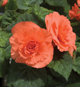 Nonstop® Deep Salmon - Tuberous Begonia - Begonia x tuberhybrida