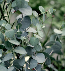 Eucalyptus | Proven Winners