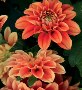 Dalina® Midi Pinta - Dahlia hybrid