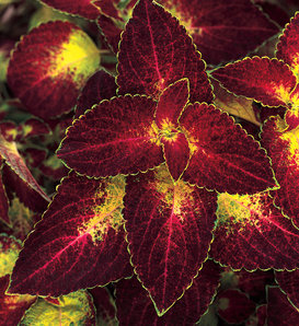 ColorBlaze® Dipt in Wine - Coleus scutellarioides