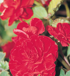 Nonstop® Red - Tuberous Begonia - Begonia x tuberhybrida