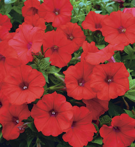 Surfinia® Red - Petunia hybrid | Proven Winners