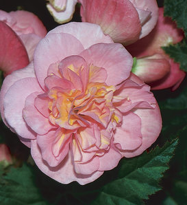 Nonstop® Pink - Tuberous Begonia - Begonia x tuberhybrida