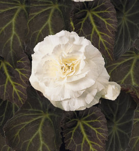 Nonstop® Mocca White - Tuberous Begonia - Begonia x tuberhybrida