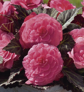 Nonstop® Mocca Pink Shades - Tuberous Begonia - Begonia x tuberhybrida