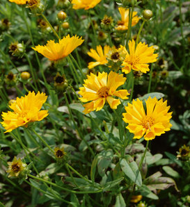 'Jethro Tull' - Coreopsis