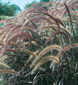 Graceful Grasses® Purple Fountain Grass - Pennisetum setaceum 'Rubrum'