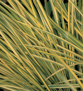 Graceful Grasses® Ogon - Golden Variegated Sweet Flag - Acorus gramineus