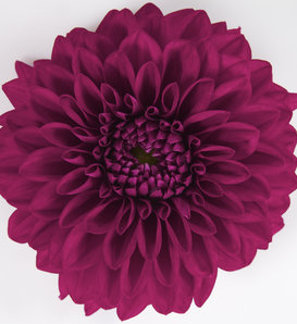 Dalina® Grande Castillo - Dahlia hybrid