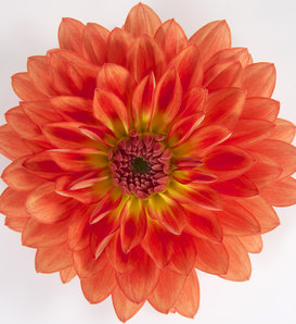 Dalina® Grande Emilio - Dahlia hybrid