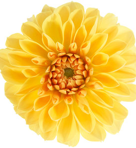 Dalina® Grande Romero - Dahlia hybrid