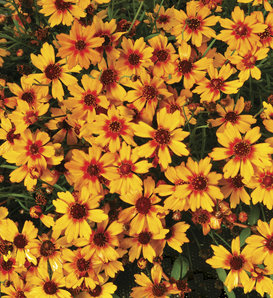 'Pumpkin Pie' - Tickseed - Coreopsis hybrid