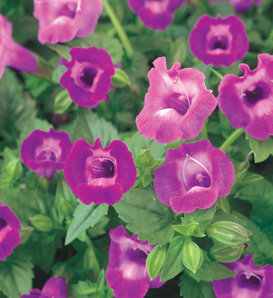 Summer Wave® Trailing Large Amethyst - Wishbone Flower - Torenia hybrid