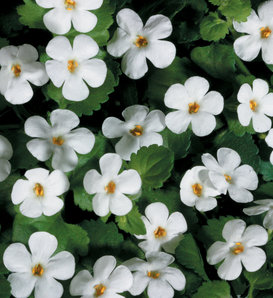 Snowstorm® Giant Snowflake® - Bacopa - Sutera cordata