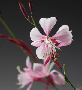 Stratosphere™ Pink Picotee - Butterfly Flower - Gaura lindheimeri