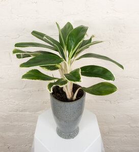 Igneous™ Ivory Frost™ - Chinese Evergreen - Aglaonema x