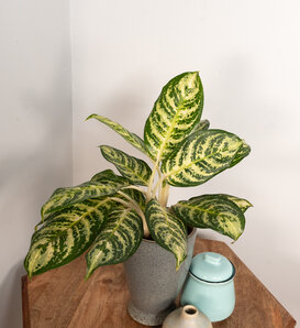 Igneous™ Bold Forest™ - Chinese Evergreen - Aglaonema x