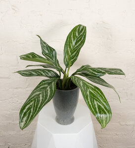 Igneous™ Crystal Vision™ - Chinese Evergreen - Aglaonema x