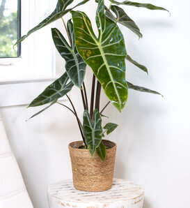 Mythic® Longiloba - African Mask Plant - Alocasia longiloba