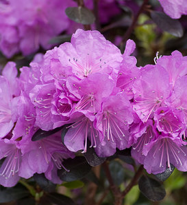 'Amy Cotta' - Rhododendron x
