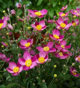 'Pretty Lady Susan' - Japanese Anemone - Anemone hybrid