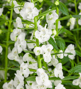 Angelface® Super White - Summer Snapdragon - Angelonia hybrid