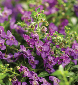 Angelface® Cascade Blue - Summer Snapdragon - Angelonia hybrid