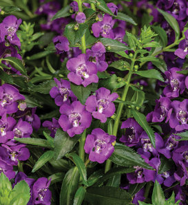 Angelface® Super Blue - Summer Snapdragon - Angelonia angustifolia