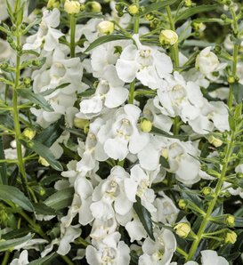 Angelface® White - Summer Snapdragon - Angelonia hybrid