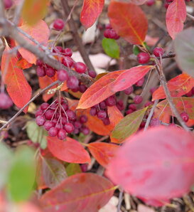 Berry Scape™ - Aronia arbutifolia