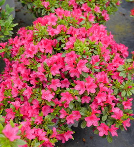 Perfecto Mundo Fuchsia Carpet™ - Reblooming Azalea - Rhododendron x