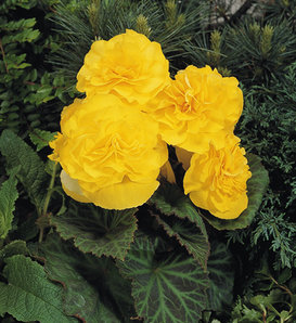 Nonstop® Yellow - Tuberous Begonia - Begonia x tuberhybrida