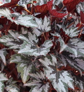 Bewitched™ White - Rex Begonia  - Begonia rex