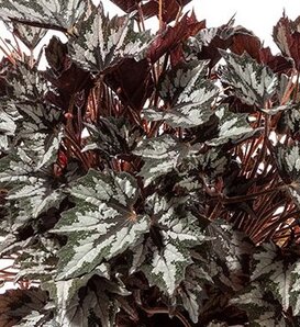 Bewitched™ Wintergreen - Rex Begonia  - Begonia rex