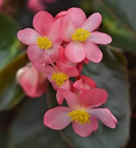 Dragon Wing® Pink Bronze Leaf - Interspecific Begonia - Begonia interspecific