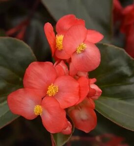 Dragon Wing® Red Bronze Leaf - Interspecific Begonia - Begonia interspecific