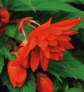 Belleconia™ Hot Orange - Begonia hybrid