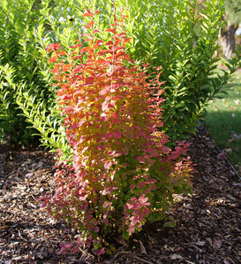 Sunjoy Orange Pillar® - Barberry - Berberis thunbergii