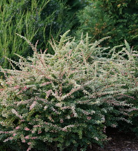 Sunjoy Sequins® - Barberry - Berberis thunbergii