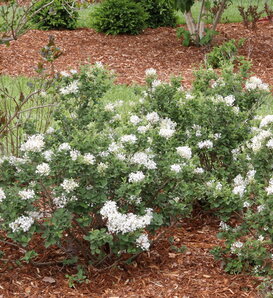 Bloomerang Showmound™ - Reblooming Lilac - Syringa x pubescens