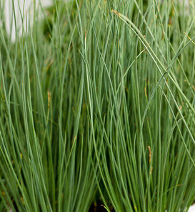 Graceful Grasses® Blue Mohawk® - Soft Rush - Juncus inflexus