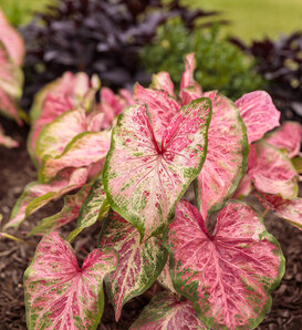 Heart to Heart® 'Blushing Bride' - Sun or Shade Caladium - Caladium hortulanum