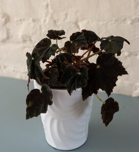 Bold Belles™ Black Velvet - Bower's Begonia - Begonia