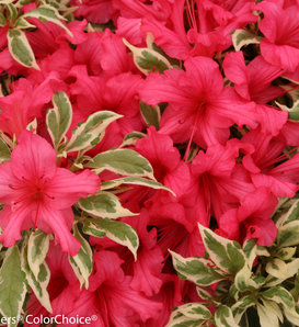 Bollywood® - Azalea - Rhododendron x