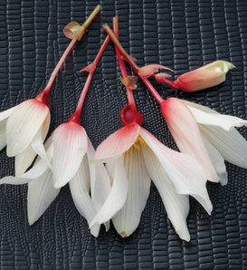 Bossa Nova® Pure White - Begonia boliviensis