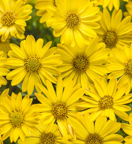 Bright Lights™ Yellow - African Daisy - Osteospermum hybrid