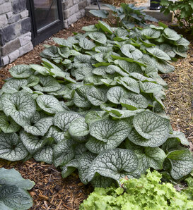 'Jack of Diamonds' - Heartleaf Brunnera - Brunnera macrophylla