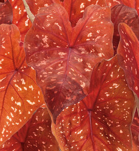 Heart to Heart® 'Burning Heart' - Sun Caladium - Caladium hortulanum