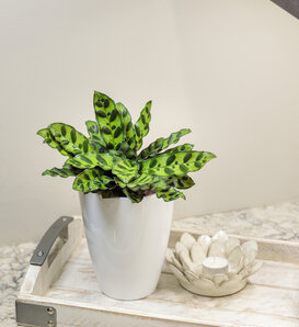 Color Full® Insignis - Rattlesnake Plant - Calathea lancifolia