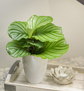 Color Full® Orbifolia - Prayer Plant - Calathea orbifolia